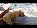 American Bully manzanillo colima 36 días de embarazo