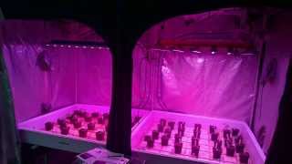 BML SPYDR 600 vs Illumitex NeoSol NS Grow Test