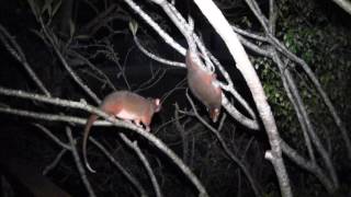 Ringtail Possum Fight: Keeta v Koji
