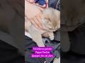 5 month old kitten cat purring and kneading on arms (short ver)