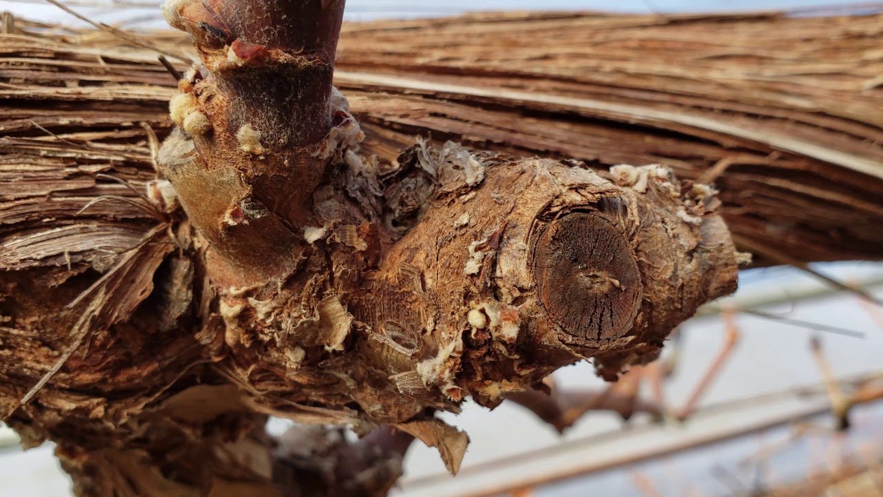 シャインマスカット本剪定 2020