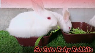 Cute & Crazy Baby Rabbits | Animals Ubs by Animals UBS 138 views 2 years ago 1 minute, 19 seconds