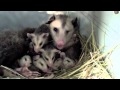 Virginia Opossum Family