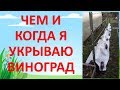 ЧЕМ И КАК УКРЫТЬ ВИНОГРАД НА ЗИМУ. Зимнее укрытие винограда. Работы на винограднике осенью.