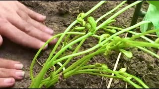 Starting The Garden (ITS THE END OF JULY?!) by Elder Moon Farm 207 views 9 months ago 10 minutes, 22 seconds