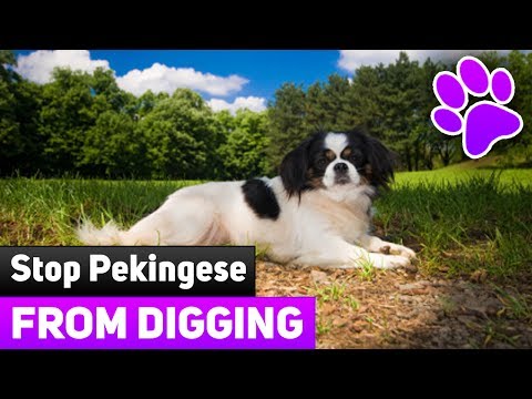 Why Dogs Dig? 5 Super Tips On How To Stop Your Pekingese From Digging!