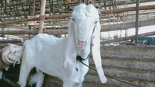 Deonar Bakra Mandi live update|| Nasir chacha ke hadrabadi goats