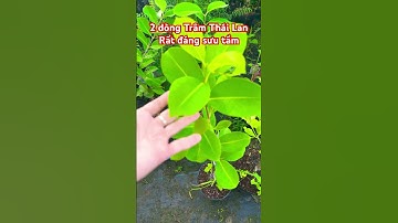 Cây Trâm khổng lồ & Trâm không hạt Thái Lan| 0386569374 - Ngọc Ngân Bến Tre | Chuyên cây độc lạ