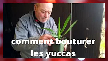 Comment faire une bouture de yucca ?