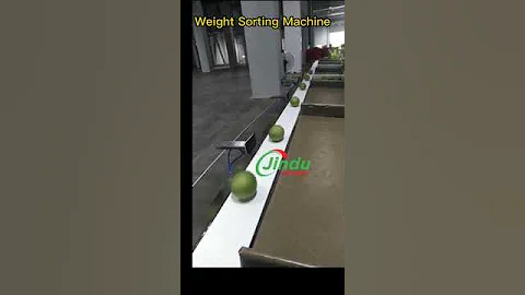 automatic Melon fruit sorting grading machine #weighingsystem #weighingmachine #checkweigher
