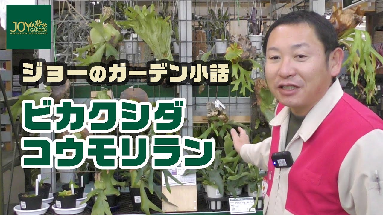 ジョーのガーデン小話『ビカクシダ』について - YouTube