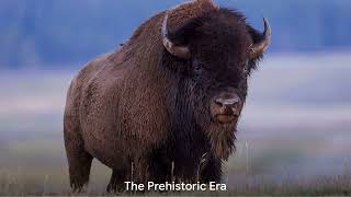 Yellowstone's Bison Population