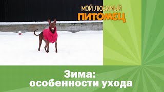 Winter: how dog care changes by Мой любимый питомец 1,642 views 3 years ago 4 minutes, 7 seconds