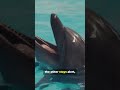 Dolphins Only Half Sleep… Here’s How 🤯🐬