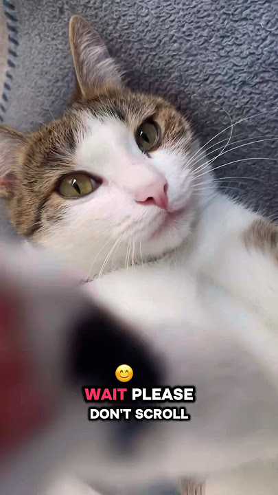 Please don’t Scroll!!🌸#catshorts