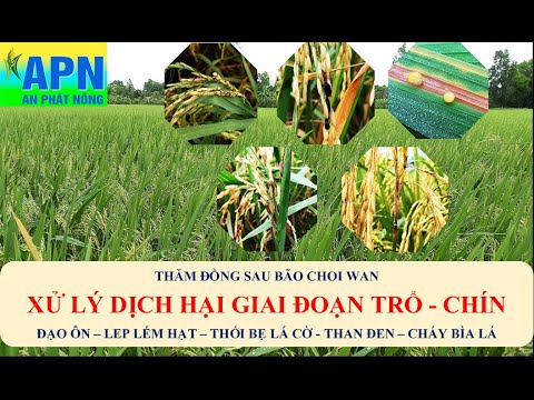 APN - QUẢN LÝ DỊCH HẠI GIAI ĐOẠN TRỔ ĐỀU - CHÍN|GIẢI PHÁP SẠCH NẤM KHUẨN, SÁNG BÔNG CHẮC CẬY APN - QUẢN LÝ DỊCH HẠI GIAI ĐOẠN TRỔ ĐỀU - CHÍN|GIẢI PHÁP SẠCH NẤM KHUẨN, SÁNG BÔNG CHẮC CẬY