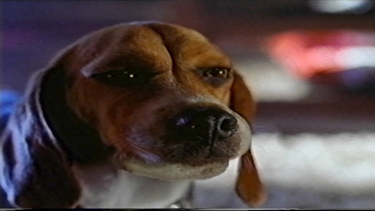 Cats & Dogs Mr. Tinkles's Defeat (2001) (VHS Capture) YouTube Cats & Dogs Mr. Tinkles's Defeat (2001) (VHS Capture) YouTube
