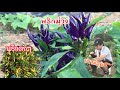 พริกขี้หนูสีม่วง Purple chilli พริกดกนรกแตก | ส่องบ่าวน้อยญี่ปุ่น รับจ้างเก็บพริกสด 150820