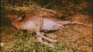 Ethel Cain - Televangelism / Sun Bleached Flies (Audio with seamless transition)