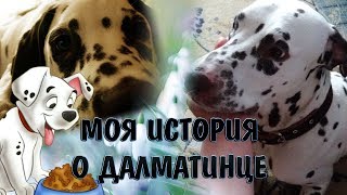 МОЯ ИСТОРИЯ О ДАЛМАТИНЦЕ МОЯ ИСТОРИЯ О ДАЛМАТИНЦЕ
