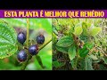 Esta planta destri doenas diabetes infeco urinria cicatrizante calmante antioxidante