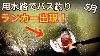 田んぼの用水路でランカー出現 バス釣り　シーバス釣り