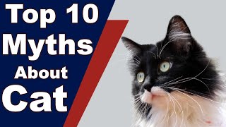 Top 10 Myths About Cats You Need To Stop Believing by Pets and Animals 91 views 3 years ago 6 minutes, 3 seconds