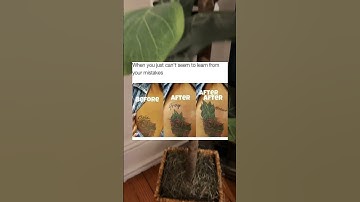 When you just can’t seem to learn from your mistakes