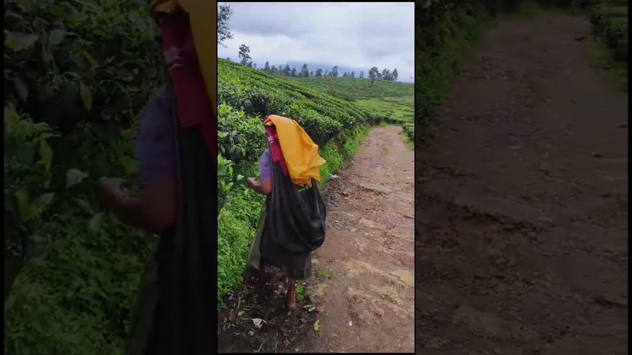 Valparai tea estate 