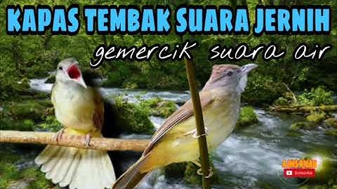 Kapas tembak gacor gemercik air untun masteran