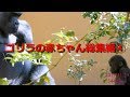 ゴリラ『キンタロウの1年』総集編④💗[Kyoto City Zoo] Gorilla "One Year of Kintaro" Omnibus④