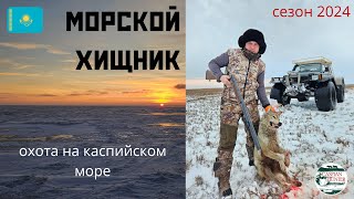 видео: Морской Хищник 2024 картинка: Морской Хищник 2024