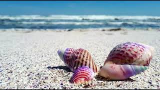 Seashell Relaxing Music screenshot 1