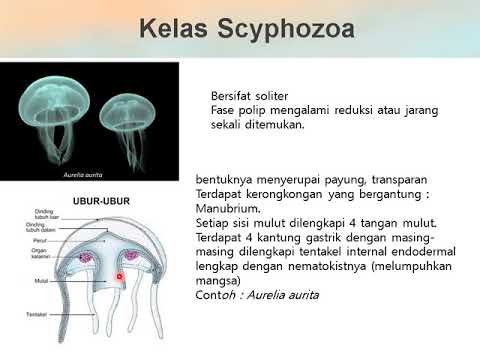 Video: Dalam coelenterata cnidoblasts digunakan untuk?