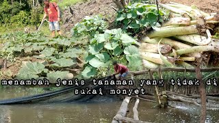 Download Lagu Menambah jenis tanaman di kebun sebelum pulang ke desa kontrol penyakit ibu hidup di hutan MP3 Download Lagu Menambah jenis tanaman di kebun sebelum pulang ke desa kontrol penyakit ibu hidup di hutan MP3