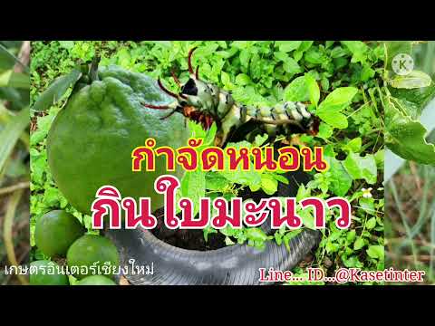 กำจัดหนอนกินใบมะนาวด้วยชีวภัณฑ์กำจัดแมลง