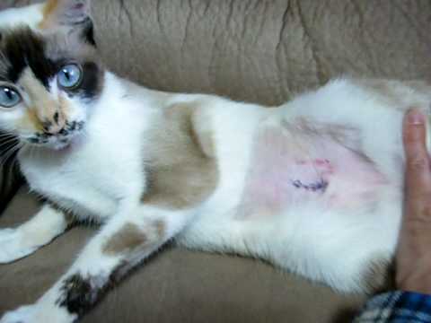 猫 避妊 手術