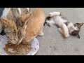 Rescue Kittens Have Start Eating Except One She Don&#39;t Like To Eat Cat Food || I Love Mother&#39;s Milk||