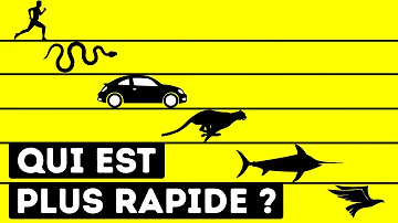 Quelle est la vitesse du chat le plus rapide du monde ?