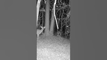 Young Buck Checking Out Mock Scrape Scent From A Distance #deerhunting #whitetails #trailcams