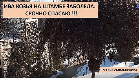 Ива козья на штамбе заболела.Срочно спасаю !!!