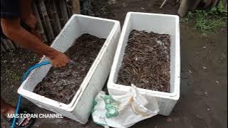 Bibit Belut Rawa wa 0851-5074-2351