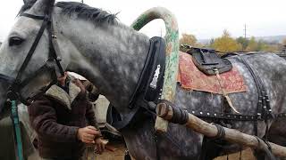 Как правильно запрячь лошадь в русскую дуговую упряжь kazenkin ru