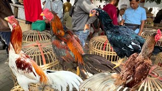 Sepecial pasar G4wok Minggu Legi ada warna khas plaker Bulbi Cantik dan Babon Bk klasik Jumbo