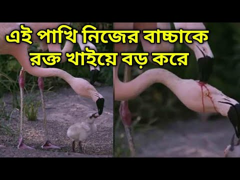 এই পাখি নিজের বাচ্চাকে রক্ত খাইয়ে বড় করে/ Strange behaviour Flamingo