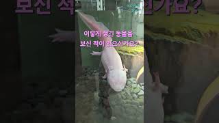 #희귀동물 #멕시코도롱뇽 #korea
