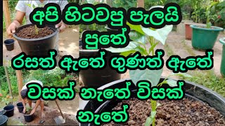 ගෙවතු වගාව / වස විස නැති කාබනික ගෙවතු වගාව / gewathu wagawa sinhala / kabanika diyara pohara/plants