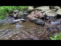 أغنية 1 Hour NO ADs Babbling Brook ASMR Sleep Study To Trickling Water Stream Creek Relaxing Nature Sounds