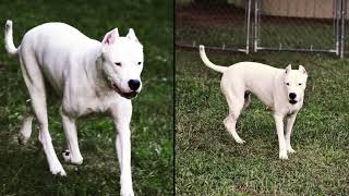 Dogo Argentino Friends by Dogo Argentino USA 805 views 2 years ago 1 minute, 17 seconds