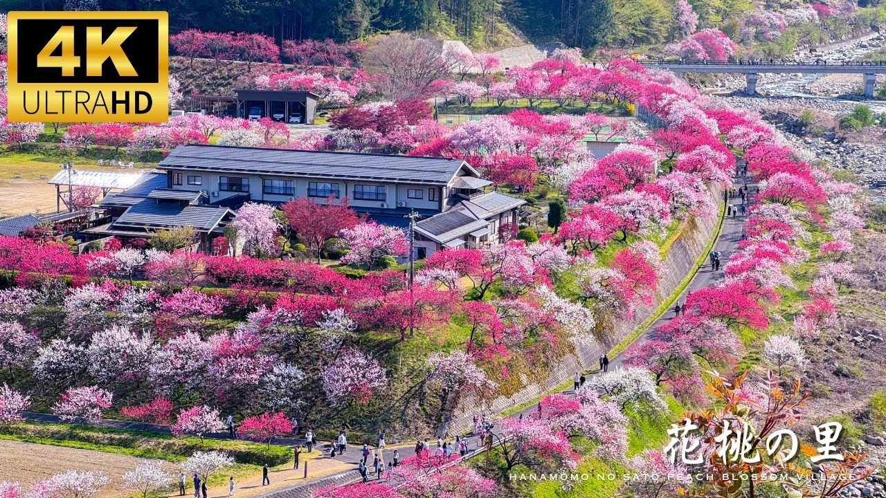はなもも The Village with the Best Peach Blossoms in Japan! Hanamomo